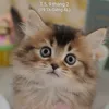 mmphng8