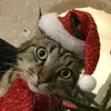 biayotchhhh
