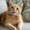 cat.lover14253