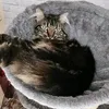 puschelkusch