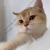 Cattery Jakarta 🐈