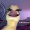 bomaylahaanh2