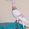 saifullahbaloch4175