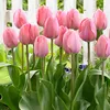 Vườn Tulip Beika 🌷