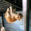 aiiwaffy
