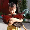giabo8229