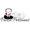 pursepersianskittens
