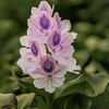 mdtanimahmed84