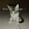 cta_cat