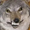 xxshewulfxx