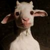 diegoat57
