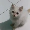 ichafaisyah