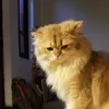 unusualcat5