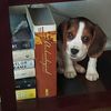 booksnbeagles11