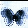 clouddbutterfly_9
