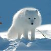 arctic_mother_fox