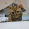 tintikurin_potya