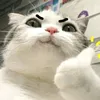 nguynngclu4