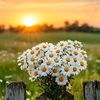 www....flower.....com.pk