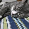 gatogordo129