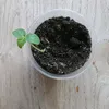 lucas_account8