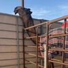 راعـي مشـعوفـه🐪❤️ ).