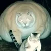 giggleshitter_the_third