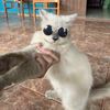 tiktok_shopp188