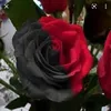 joycedossantos535