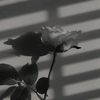 snjnii_