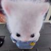 nubedea_zucar