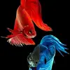 ato.redwan