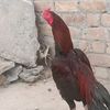 zohaibkhan55662