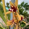 thuthuynguyen840