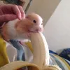 hamterjew