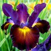 iris_2222222