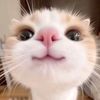julian_poke