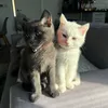 PawfectTrio