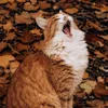 _cat_and_01