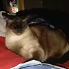 yoyot_gato