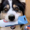 paintingdog77