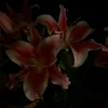 lauraafop