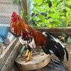 ค่ายไก่ น้องเคน88 🥰