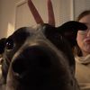 pawsitivelyrosey