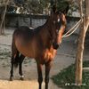 hammadkhan_41