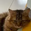 triaaautm