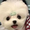 userym2i4ao8dp