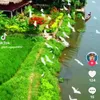 dau.thi.thanh8