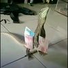 fakhri.adi._