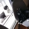 catdady23
